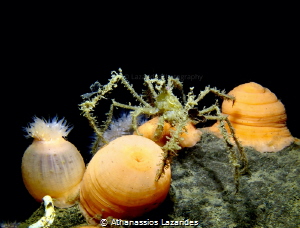 Plumose anemones (Metridium senile) & Long legged spider ... by Athanassios Lazarides 